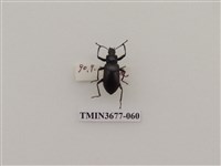 藏品(偽步行蟲)的圖片